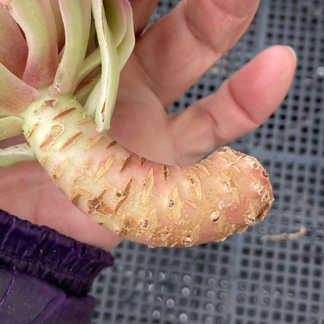 アエオニウム 韓国苗 オクス 多肉植物 ポコ多肉 - メルカリ