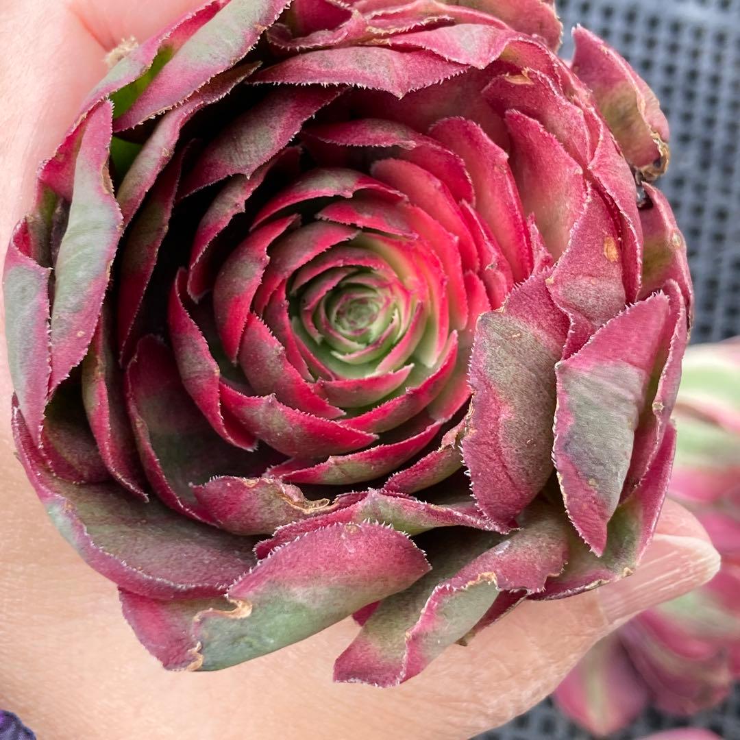 アエオニウム 韓国苗 オクス 多肉植物 ポコ多肉 - メルカリ