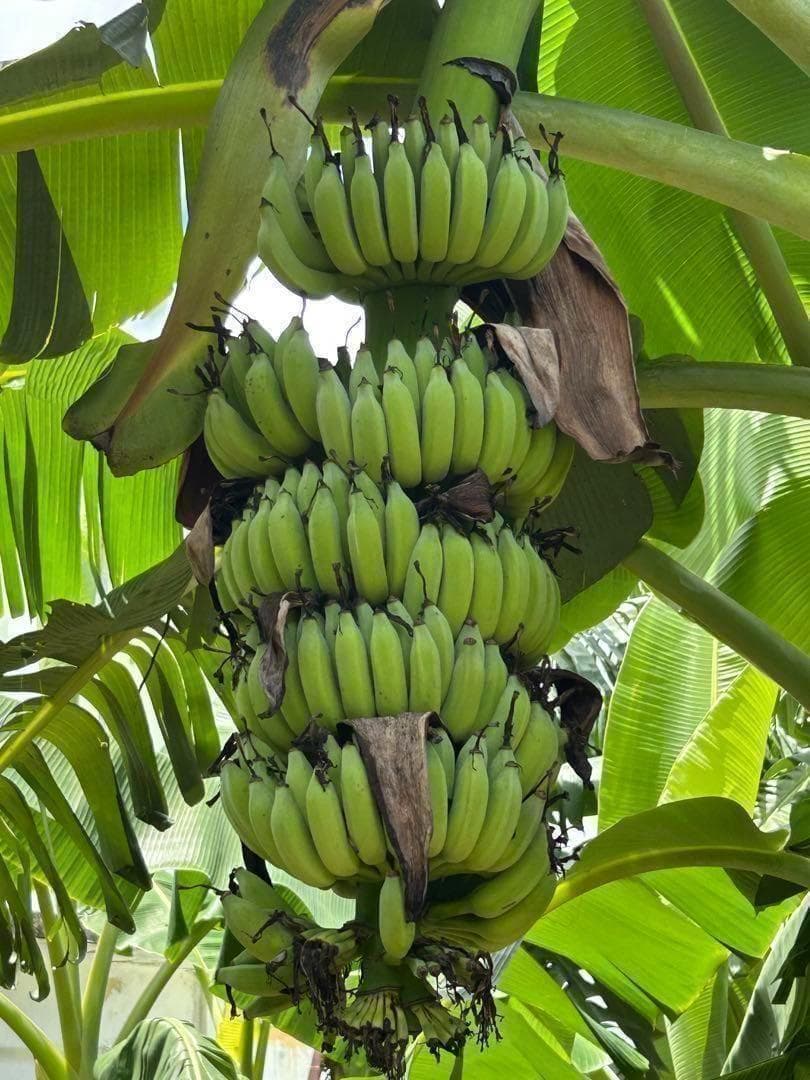 耐寒最強、210cm糖度モンスター◆スーパードワーフ・キングナムワ◆関東可 低木