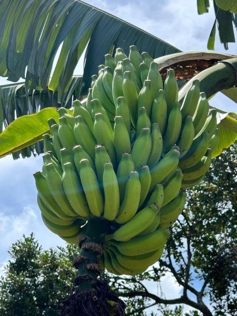 耐寒最強、210cm糖度モンスター◆スーパードワーフ・キングナムワ◆関東可 低木