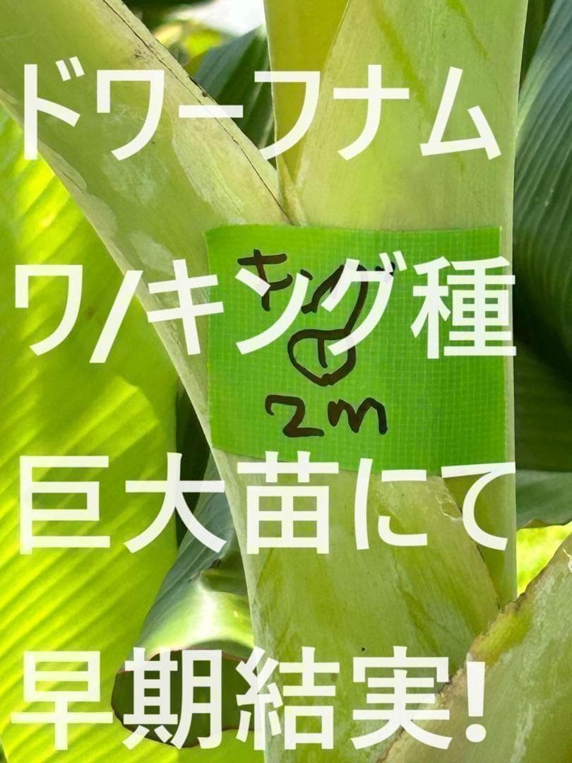耐寒最強、210cm糖度モンスター◆スーパードワーフ・キングナムワ◆関東可 低木