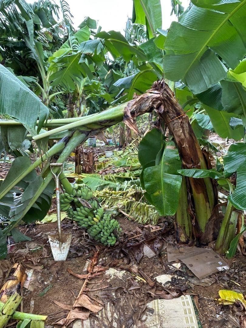 耐寒最強、210cm糖度モンスター◆スーパードワーフ・キングナムワ◆関東可 低木