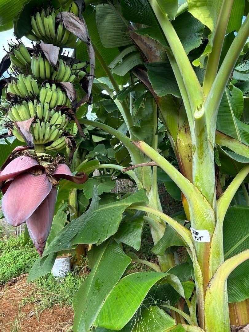 耐寒最強、210cm糖度モンスター◆スーパードワーフ・キングナムワ◆関東可 低木