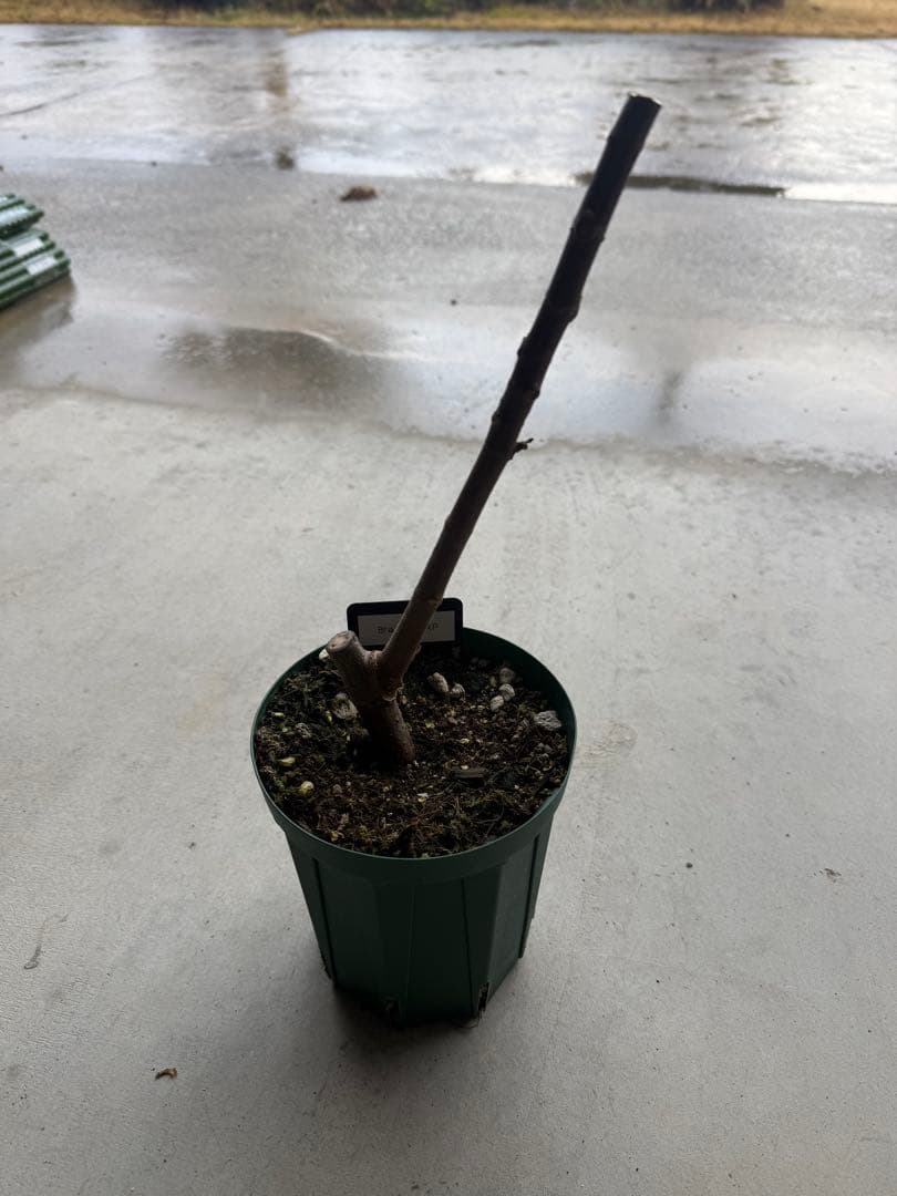 Brazilian XP 剪定後発送 イチジク いちじく 穂木 苗