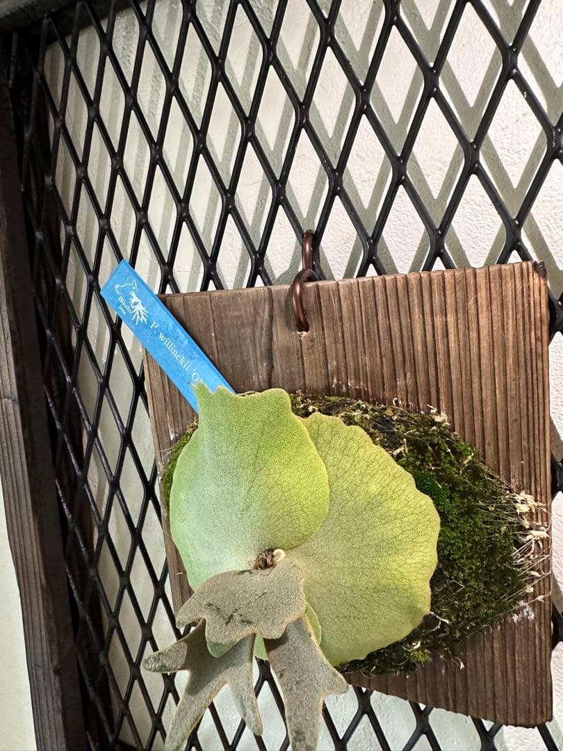 ビカクシダ P.Willinckii 'OMG' oc