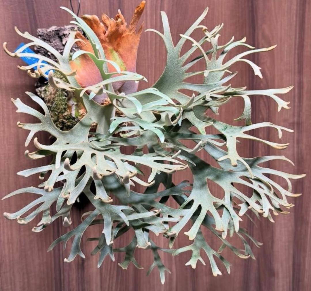 P.Willinckii 'OMG' oc - メルカリ