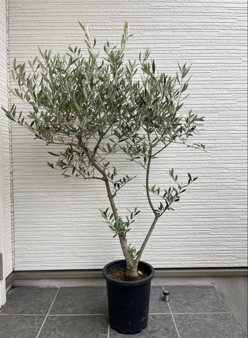 SOUJU】オリーブ オリーブの木 美樹形 ピクアル 幹太 植木 No.24