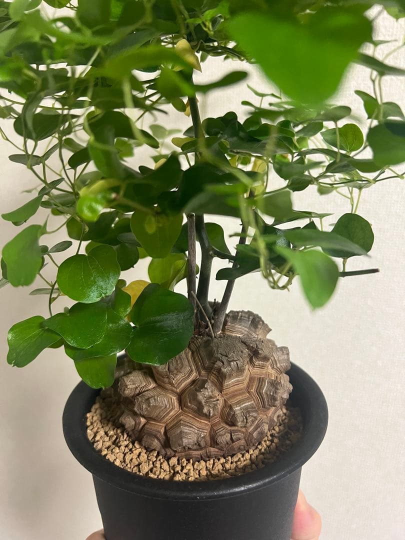 4寸鉢 亀甲竜 良形美株