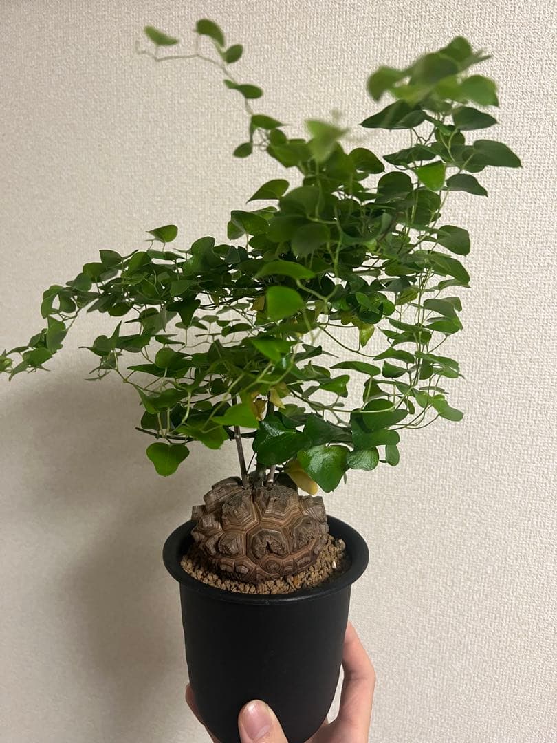 4寸鉢 亀甲竜 良形美株