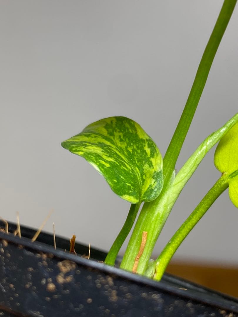 専用画面 【超美株✨超希少‼️】モンステラ エレクトロライト 斑入り