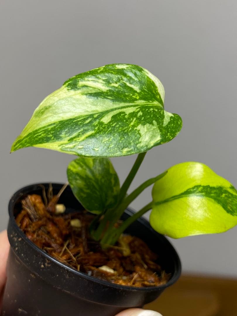 専用画面 【超美株✨超希少‼️】モンステラ エレクトロライト 斑入り