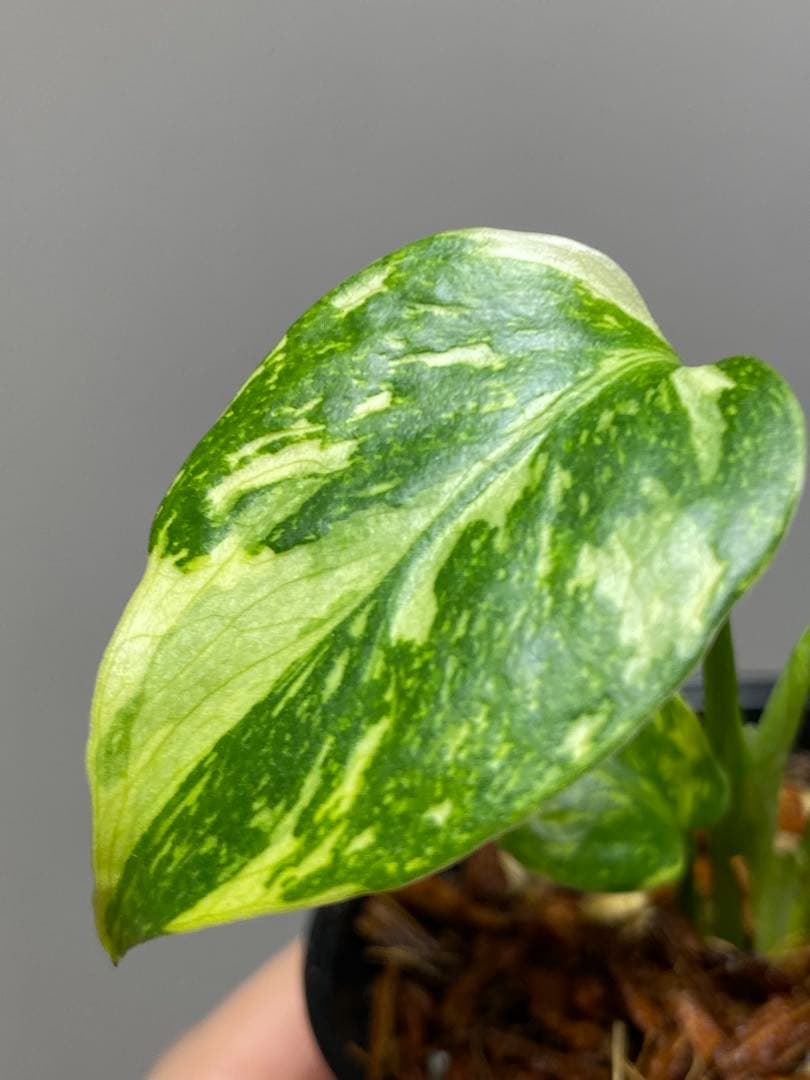 専用画面 【超美株✨超希少‼️】モンステラ エレクトロライト 斑入り