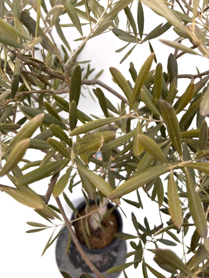 オリーブの木 デルモロッコ 8号 約130cm K-349 希少品種 現品掲載