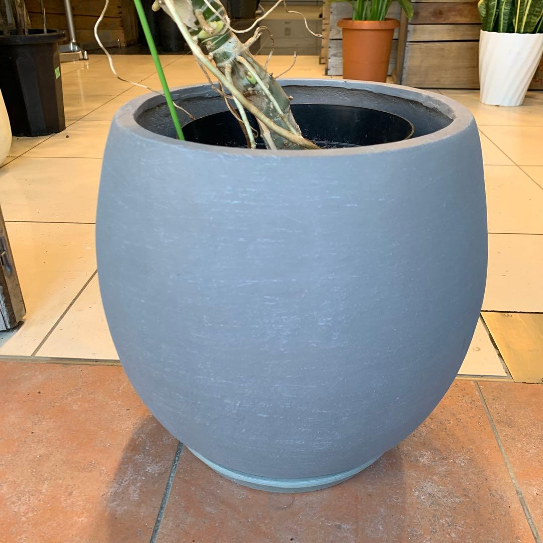 フィロデンドロン ゴールドリーフ ファイバー鉢 お皿付き - メルカリ