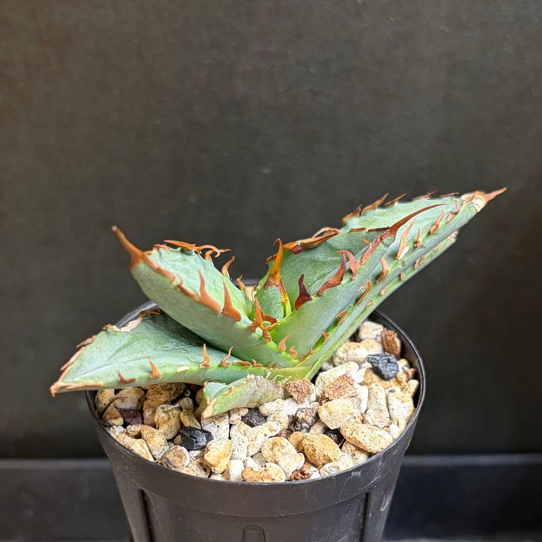 アガベ Agave / OAXACA