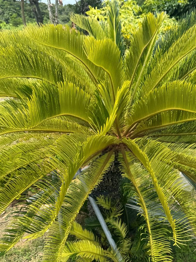 斑入り　ソテツ　蘇轍　10