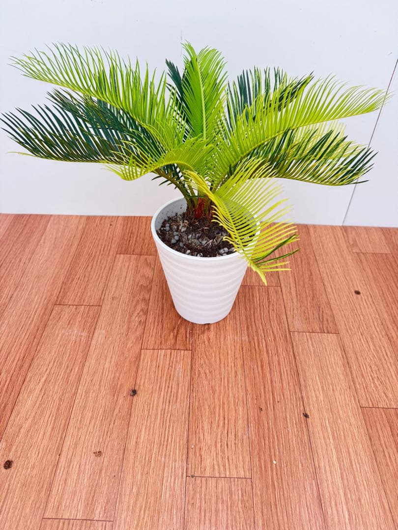 斑入り　ソテツ　蘇轍　10