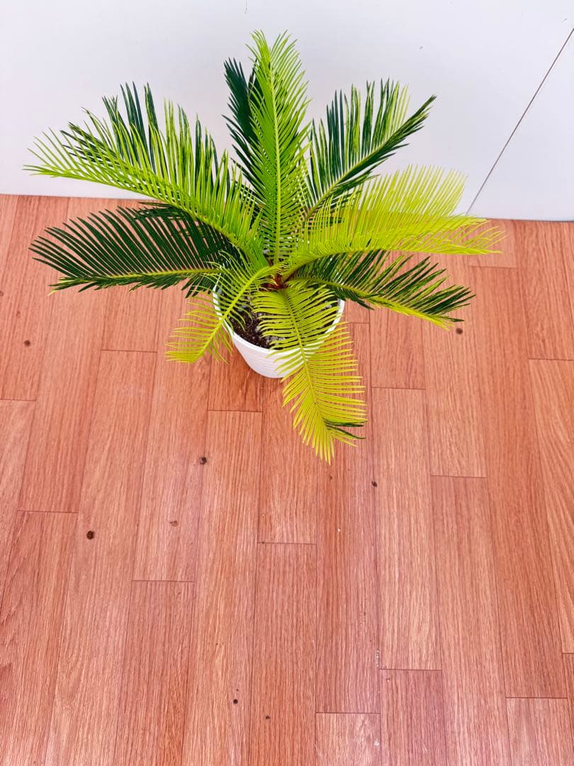 斑入り　ソテツ　蘇轍　10