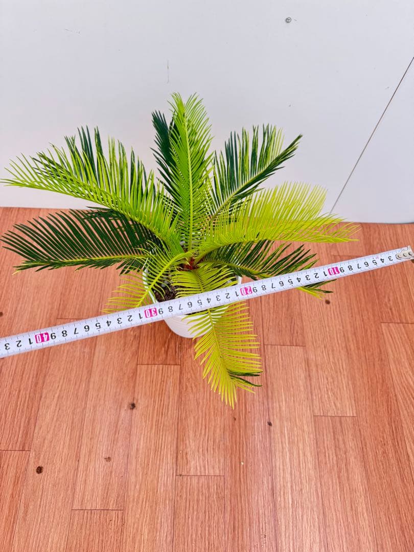 斑入り　ソテツ　蘇轍　10