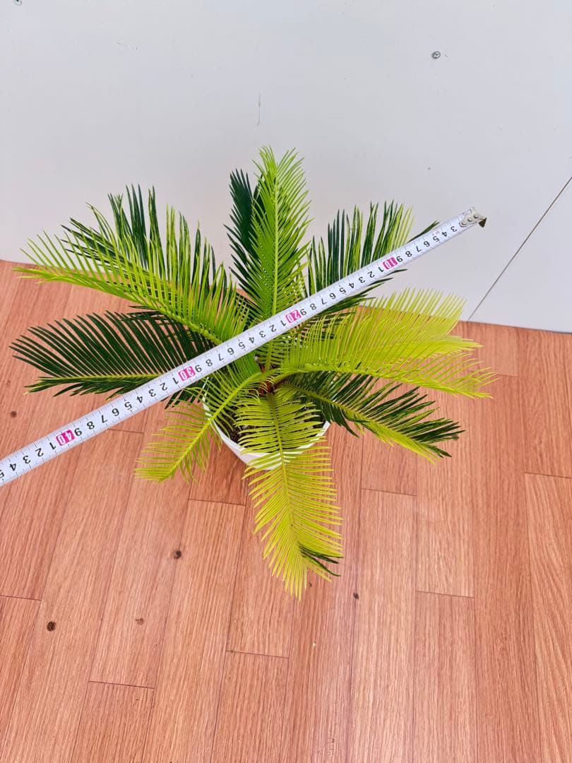 斑入り　ソテツ　蘇轍　10