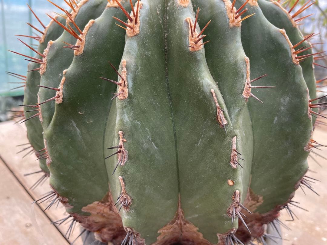 フェロカクタス 黄彩玉× 赤鳳 ハイブリッド 古株 大株 - メルカリ