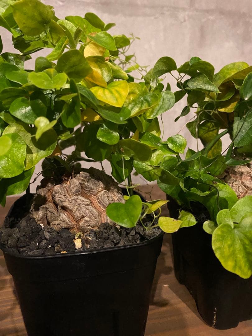 亀甲竜 2株セット