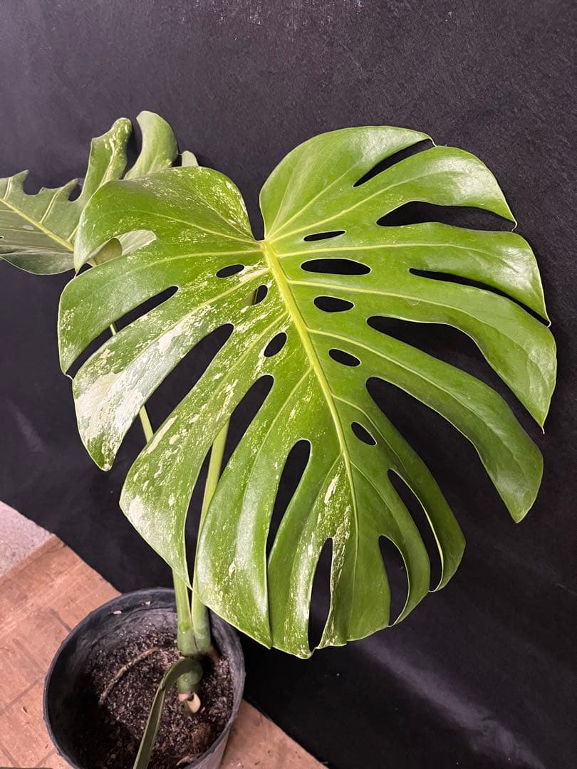 希少　斑入り　モンステラ　デリシオーサ　艶姿　白　ホワイト　散り斑