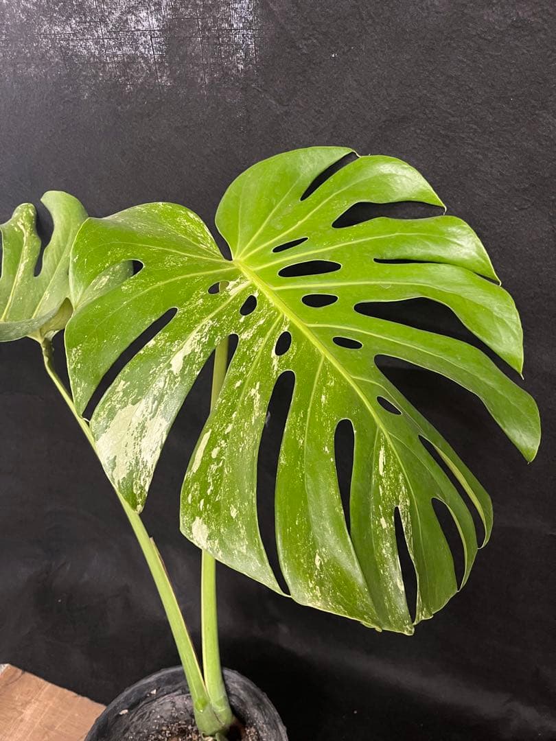 希少　斑入り　モンステラ　デリシオーサ　艶姿　白　ホワイト　散り斑