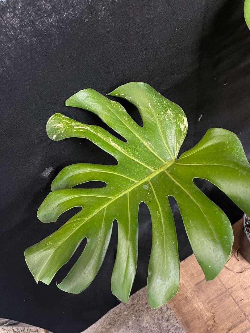 希少　斑入り　モンステラ　デリシオーサ　艶姿　白　ホワイト　散り斑