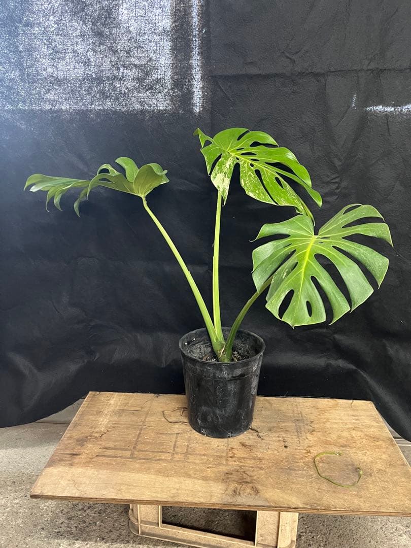 希少　斑入り　モンステラ　デリシオーサ　艶姿　白　ホワイト　散り斑