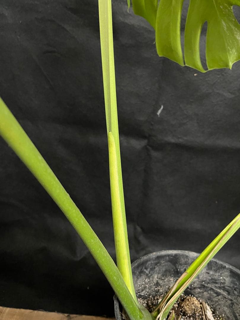 希少　斑入り　モンステラ　デリシオーサ　艶姿　白　ホワイト　散り斑