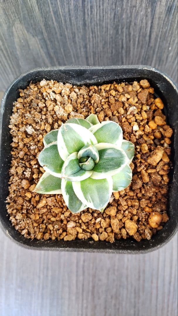 アガベピンキー② 王妃笹の雪A型 白覆輪