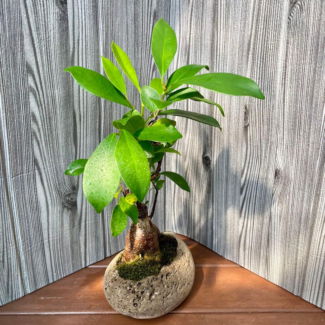 ♠️ガジュマル盆栽 ☆ガジュマル ☆盆栽 ☆観葉植物 ⚠️軽石鉢ごと