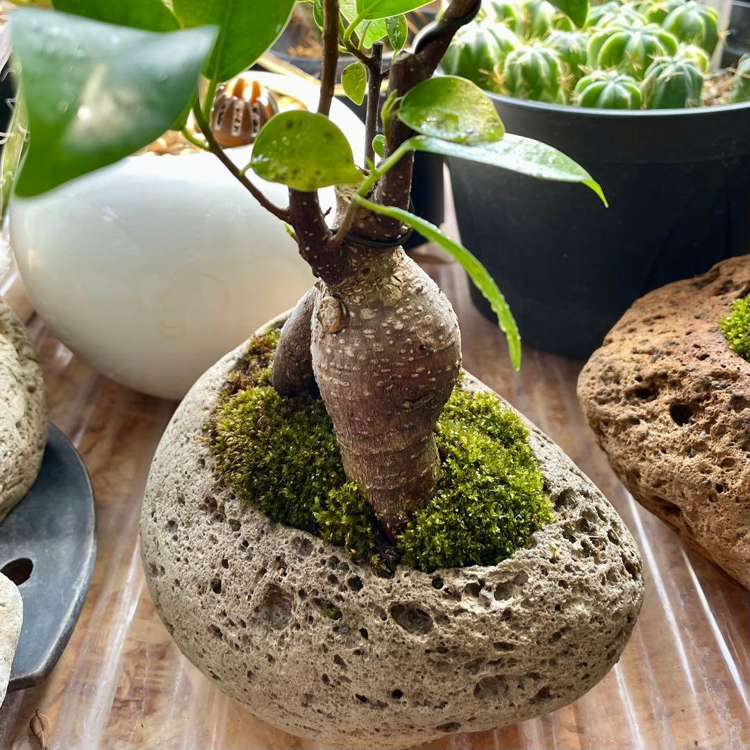 ♠️ガジュマル盆栽 ☆ガジュマル ☆盆栽 ☆観葉植物 ⚠️軽石鉢ごと