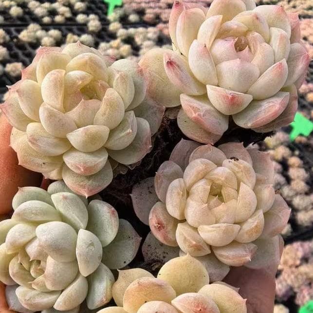 Top【選抜株】23471キャンディー　ハートHyb 105個 プラグトレー苗