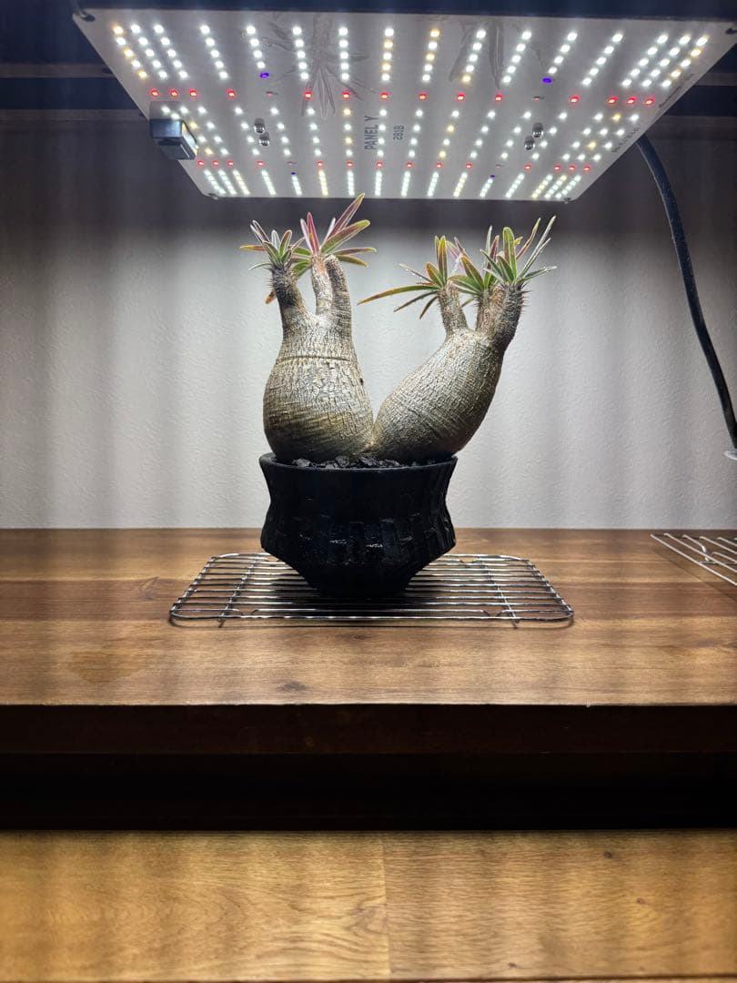 グラキリス　現地球　2頭　塊根植物 黒鉢付き　笠間焼　スリット鉢