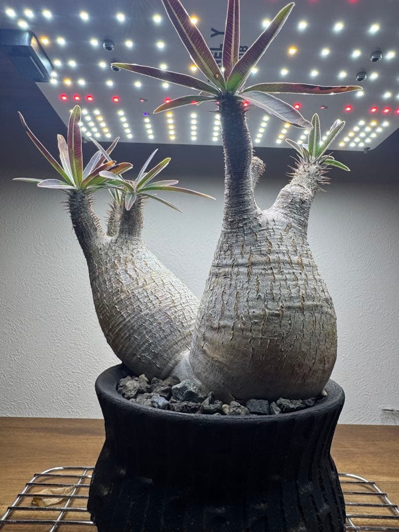 グラキリス　現地球　2頭　塊根植物 黒鉢付き　笠間焼　スリット鉢