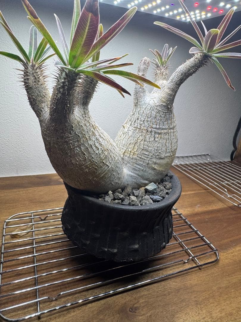 グラキリス　現地球　2頭　塊根植物 黒鉢付き　笠間焼　スリット鉢