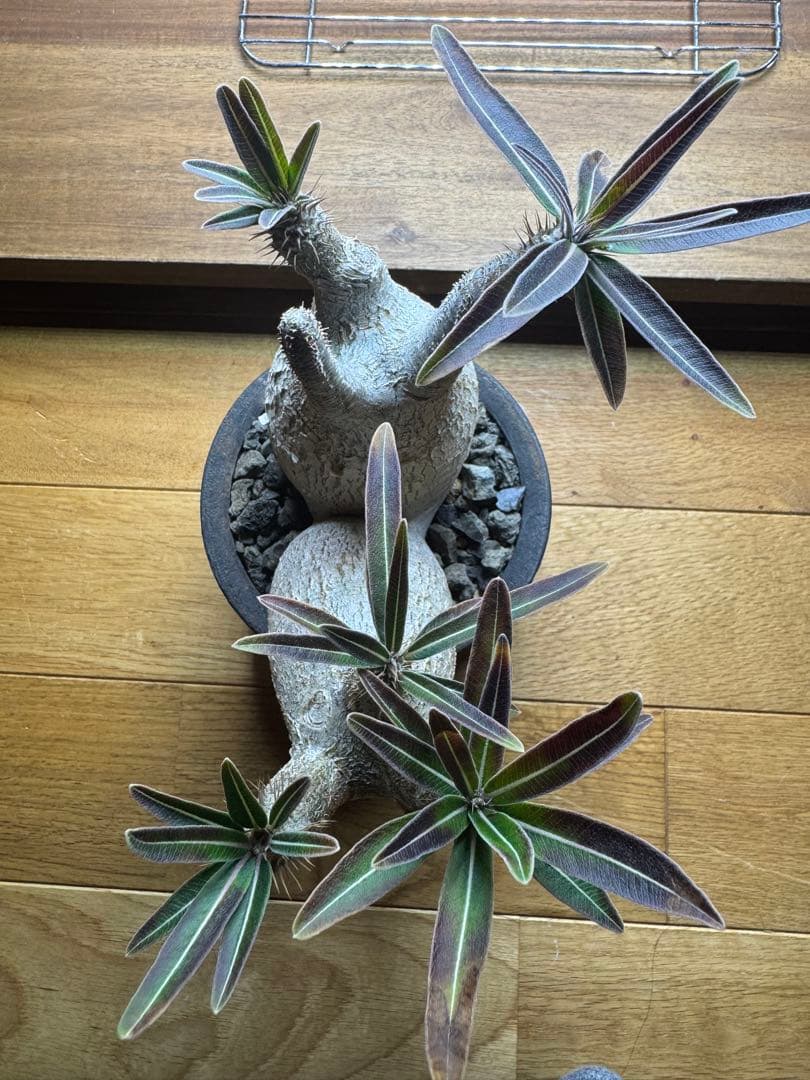 グラキリス　現地球　2頭　塊根植物 黒鉢付き　笠間焼　スリット鉢