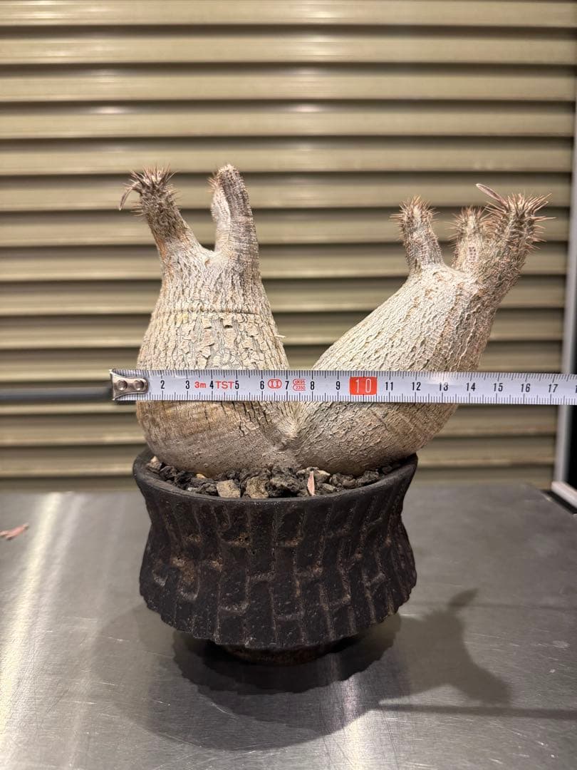 グラキリス　現地球　2頭　塊根植物 黒鉢付き　笠間焼　スリット鉢