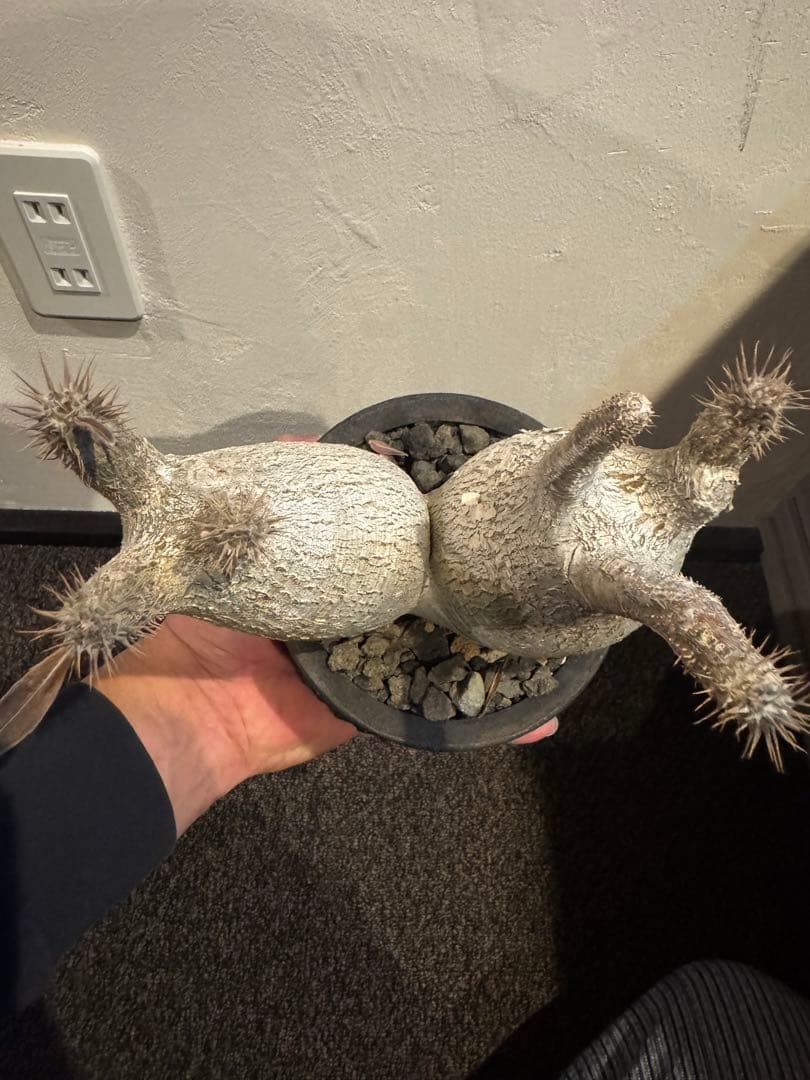 グラキリス　現地球　2頭　塊根植物 黒鉢付き　笠間焼　スリット鉢