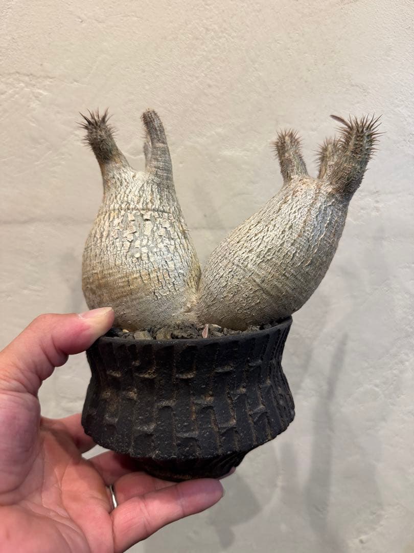 グラキリス　現地球　2頭　塊根植物 黒鉢付き　笠間焼　スリット鉢