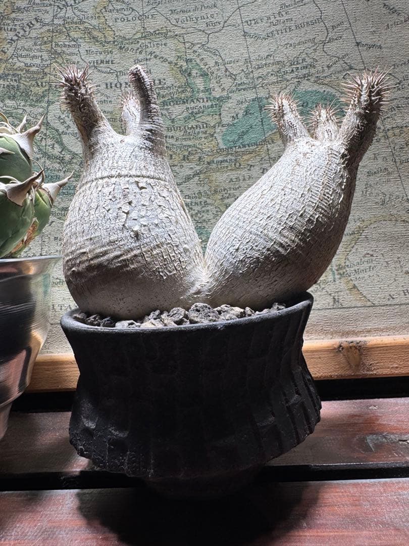 グラキリス　現地球　2頭　塊根植物 黒鉢付き　笠間焼　スリット鉢