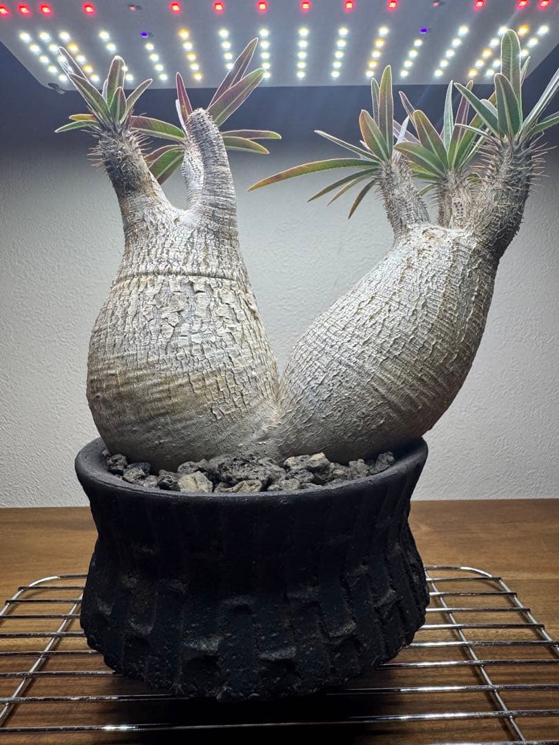 グラキリス　現地球　2頭　塊根植物 黒鉢付き　笠間焼　スリット鉢