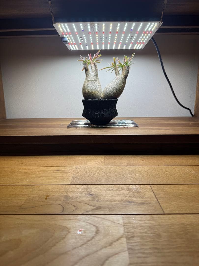 グラキリス　現地球　2頭　塊根植物 黒鉢付き　笠間焼　スリット鉢