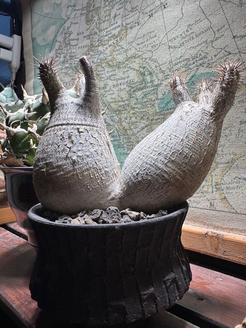 グラキリス　現地球　2頭　塊根植物 黒鉢付き　笠間焼　スリット鉢