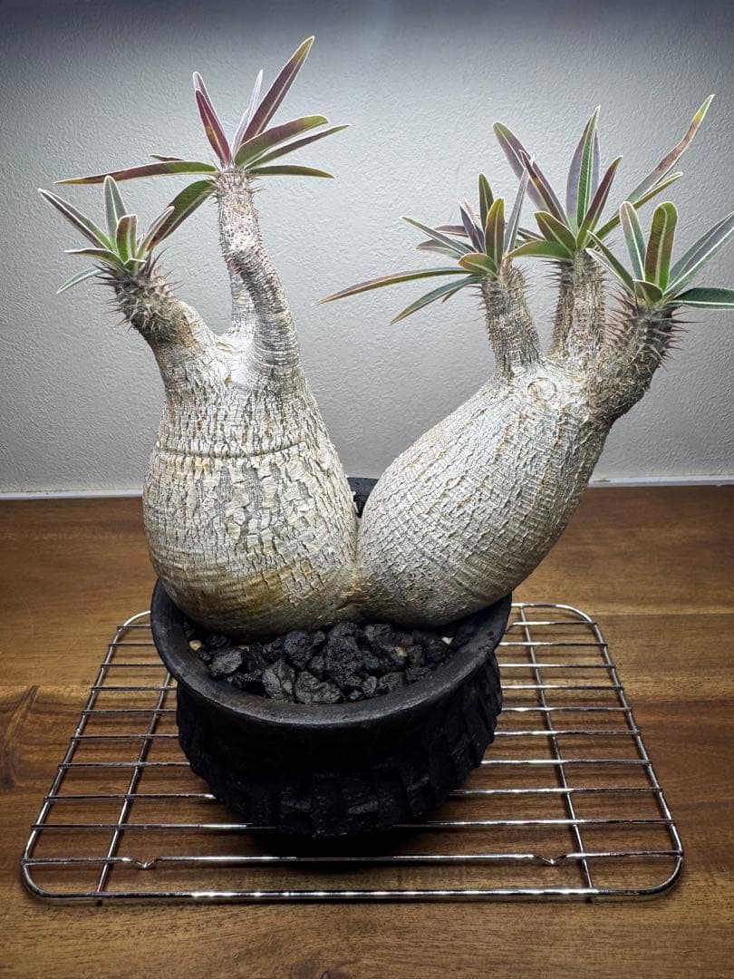 グラキリス　現地球　2頭　塊根植物 黒鉢付き　笠間焼　スリット鉢