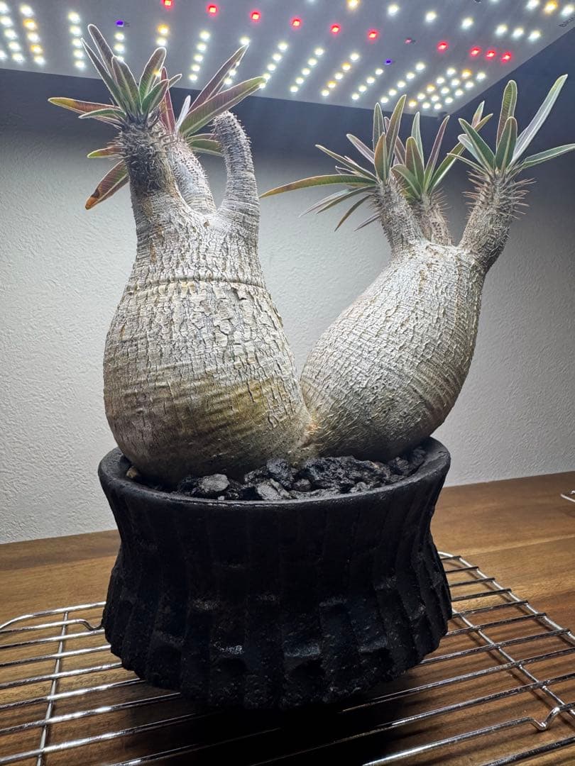 グラキリス　現地球　2頭　塊根植物 黒鉢付き　笠間焼　スリット鉢