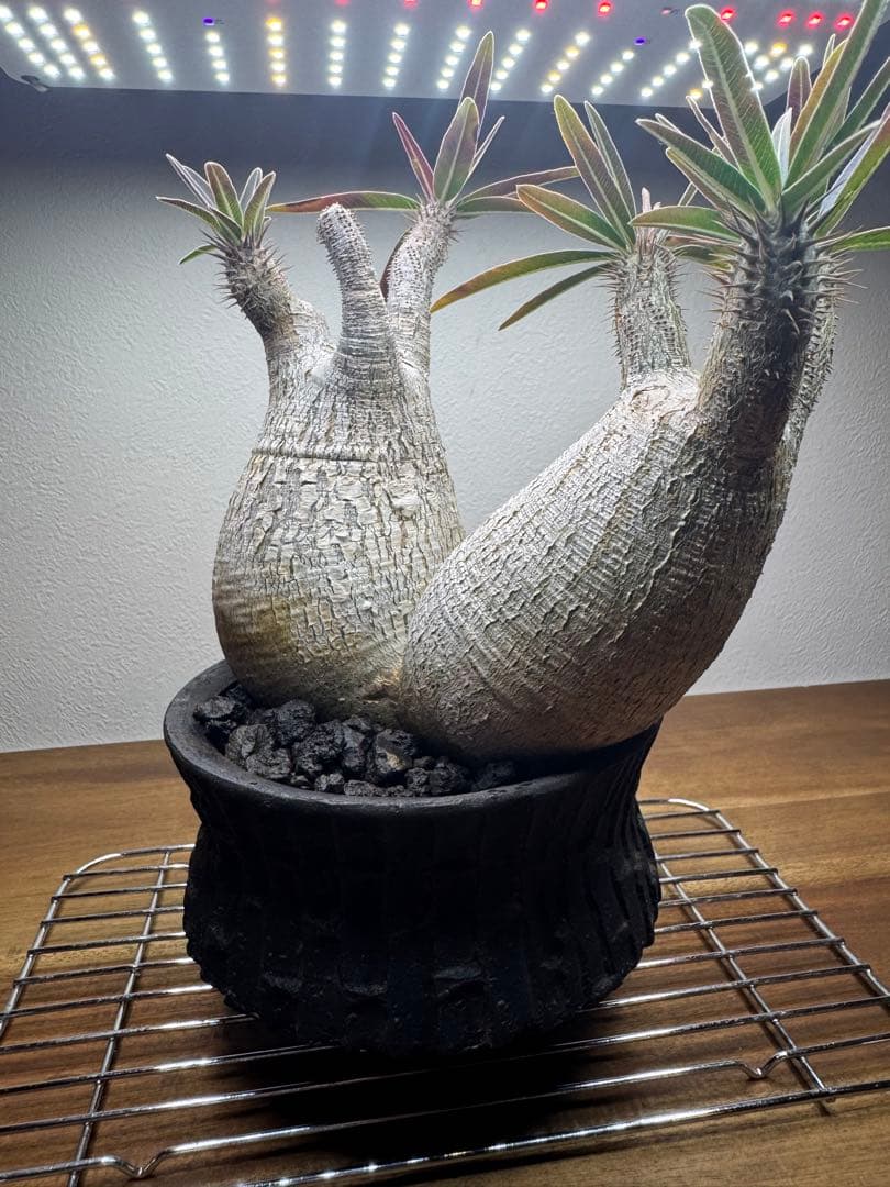 グラキリス　現地球　2頭　塊根植物 黒鉢付き　笠間焼　スリット鉢