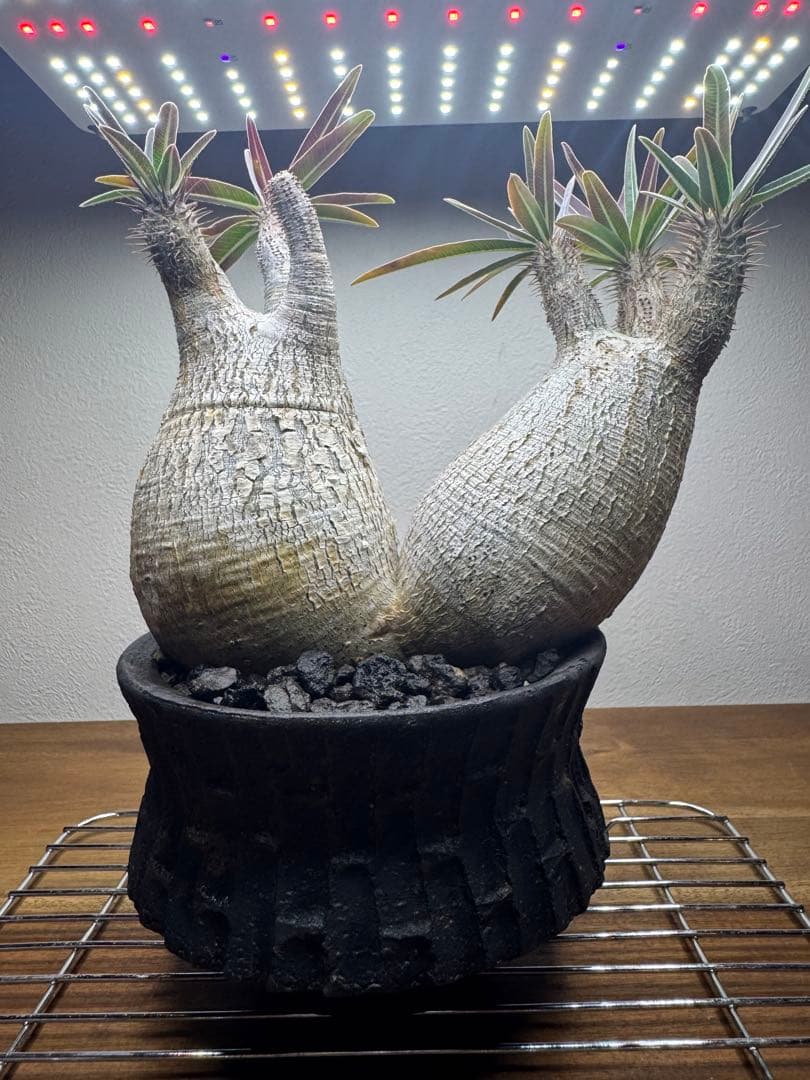 グラキリス　現地球　2頭　塊根植物 黒鉢付き　笠間焼　スリット鉢